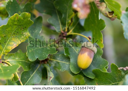 Acorn on English Oak during UK autumn September
