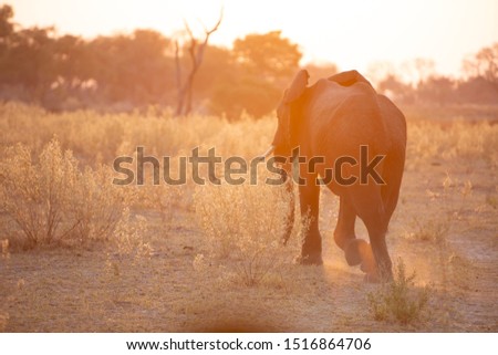 Young elephant walking through the bush at sunset, Okavango Delta
