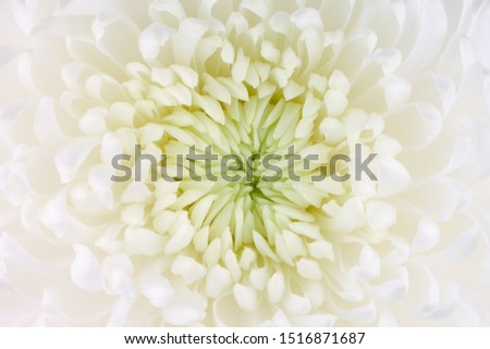 The floral background with a white chrysanthemum and a green center. Autumntime.