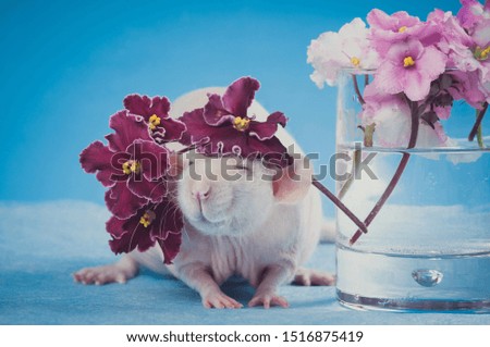 Cute rat blinked with a cap of live violets on his head near a transparent vase of water. Chinese New Year symbol