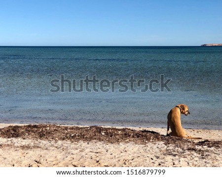 Whalebone campsite Shark Bay, guard dog.