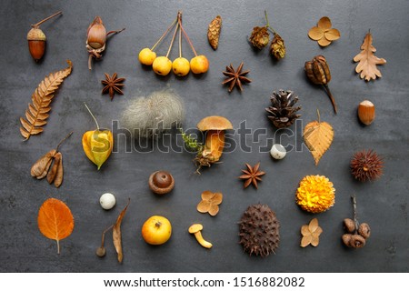 Autumn creative composition. Top view of wild berries,dry leaves and flowers, physalis, prickly chestnut, hazel nuts, acorn, cones, mushrooms, anise, fern on grunge navy blue background. Flat lay. 