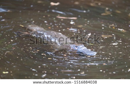 Platypus swimming in Tasmania, Australia.