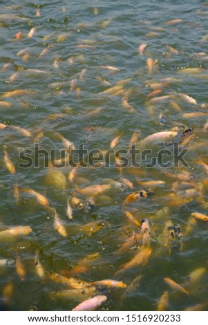 Group of Tilapia in the pond. Tilapia is a freshwater fish that is cultivated by farmers. This fish is nutritious and tastes good.