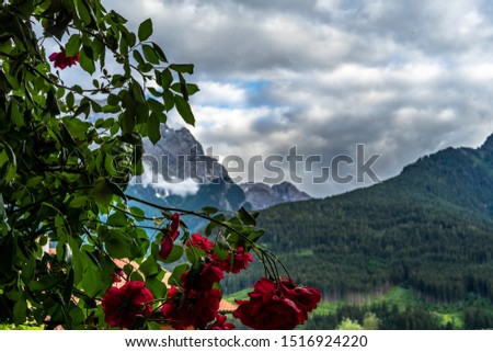 Red roses in the foreground and with a view of the mountains