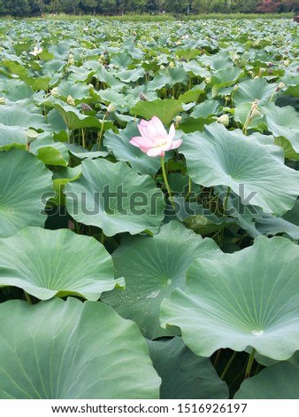 a lotus flower in a pond