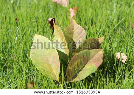 Autumn leaves in green grass