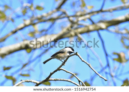 A closeup of Black capped chickadee perching on the branch.   
Vancouver BC Canada
