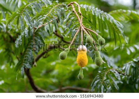 yellow flower in rain forest 