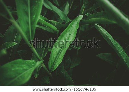 Close up rain drops on tropical nature green leaf texture abstract background. Copy space ecology environment and travel adventure concept. Shallow depth of field. Vintage tone filter effect color.