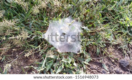 Water droplets deposited on Spider net which is on grass.
Good morning image