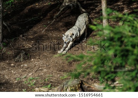 Wolf in a relaxed position, in the forest background. Close to wolf resting in natural environment. Close up portrait of a Timber wolf in the Canadian forest during the summer or fall season.