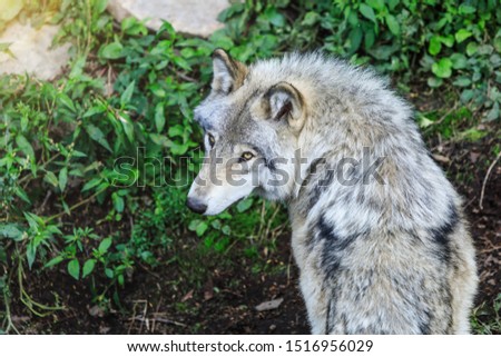 Beautiful gray wolf running, in the forest background. Close to wolf in natural environment. Close up portrait of a Timber wolf in the Canadian forest during the summer or fall season.