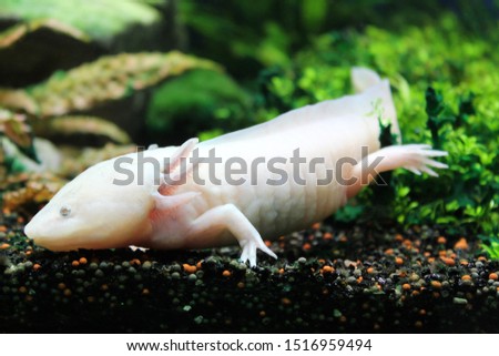 Axolotl lying on the small rocks. Sea and ocean life backdrop with algae. Underwater amphibian inhabitant. Diving or oceanarium or aquarium picture