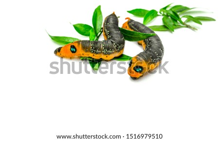 Couple orange caterpillar are enjoying on white background