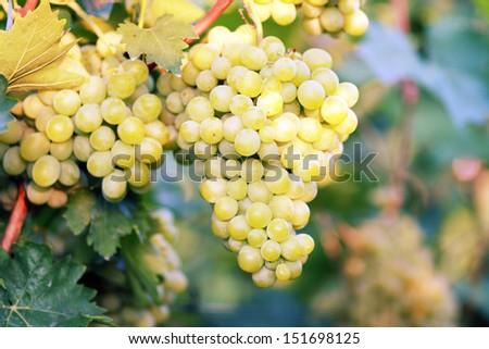 ripe white grape in vineyard in sunny summer day