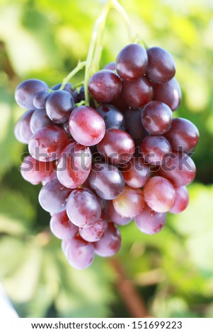 ripe red grape in vineyard in sunny summer day