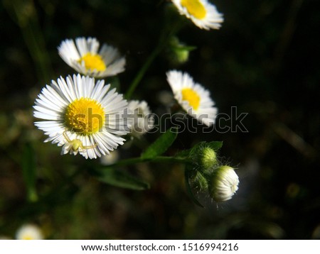 Closeup of wild daisy flowers. Romantic White daisy flower at sunny summer day.  Oxeye daisy, Leucanthemum vulgare, daisies,Moon daisy.Flower background.