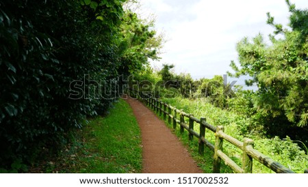
road in the forest. trail through the green forest. bright trees and walkway in the park composition