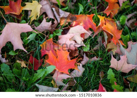 Red autumn leaves on green grass