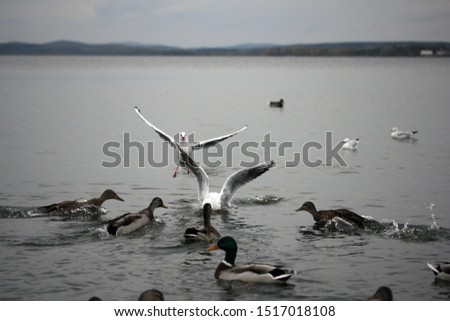 seaguls and ducks in pond water fighting for food