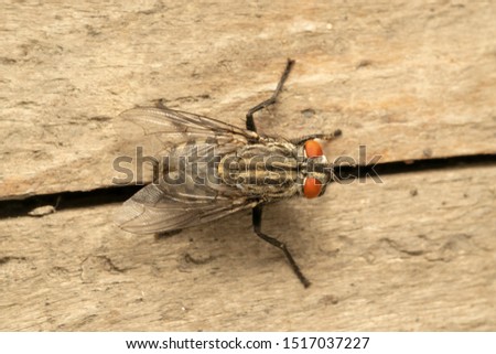 Flesh fly (lat. Sarcophaga), on the wooden plank