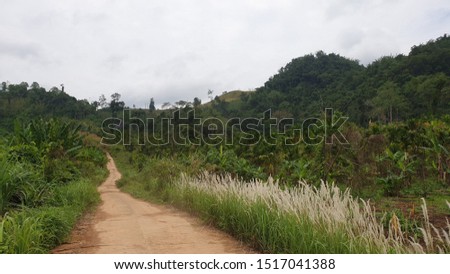Country road between the rainforest. Landscape of the hill in northern Thailand.