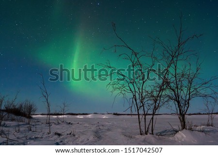 Arctic landscape with aurora. Northern lights (aurora borealis) over a snowy river valley. Silhouettes of bushes against the background of the night starry sky. Chukotka, Siberia, Far East of Russia.
