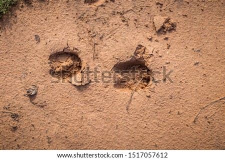 Footprints of animals on the ground