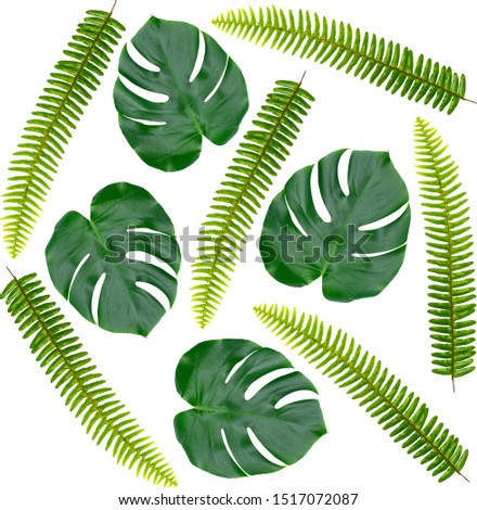 Tropical leaves on a white background. Leaves of a monstera and fern on a white background.