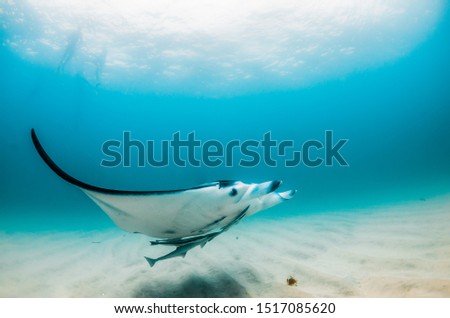 Giant manta ray swimming freely in the open ocean, with people swimming and observing at the surface