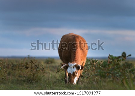 Wild cows eating grass at dusky weather with colorful sky. Curious facial expression of cow at Engure national park. Green fields covered with bushes and forest at sunset

