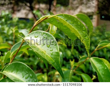  rain water drops on beautiful green leaves with natural beauty