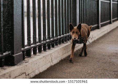Street dog running on the asphalt, with a blurred background