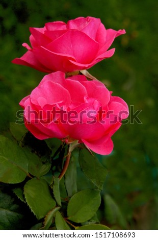 pretty red rose in a garden