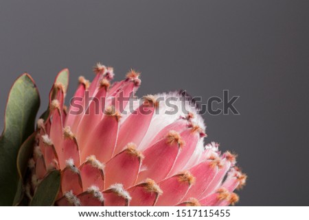 King protea exotic flower bouquet south african flower on a grey background