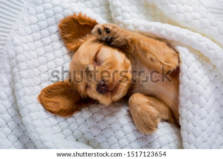 The little brown puppy of the Cocker Spaniel breed is sleeping sweetly. Fluffy pet. Funny moments from the life of a dog. Sweet Dreams. Royalty-Free Stock Photo #1517123654