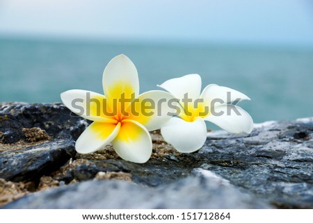 white and yellow frangipani flowers on the stone.