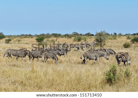 Zebras in Kruger national park, South Africa 