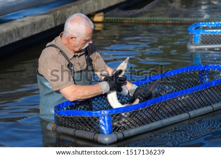 fish in hands of a fisherman