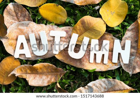 Autumn concept.English alphabet made of wood Meaning Autumn on the lawn in the garden with Various colored leaves