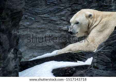 The polar bear (Ursus maritimus) is a hypercarnivorous bear whose native range lies largely within the Arctic Circle, encompassing the Arctic Ocean, its surrounding seas and surrounding land masses.