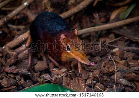 The black and rufous elephant shrew, (Rhynchocyon petersi) the black and rufous sengi, or the Zanj elephant shrew is one of the 17 species of elephant shrew found only in Africa. Royalty-Free Stock Photo #1517146163