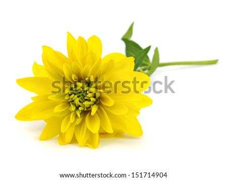 Yellow dahlia flower on a white background  