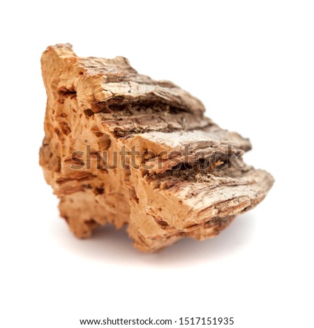 Flora of Gran Canaria - Bark of Quercus suber, commonly called the cork oak, with some of the cork cut off Royalty-Free Stock Photo #1517151935