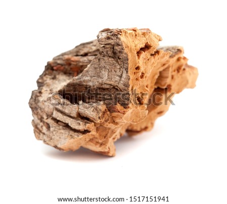 Flora of Gran Canaria - Bark of Quercus suber, commonly called the cork oak, with some of the cork cut off Royalty-Free Stock Photo #1517151941