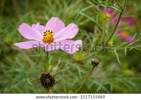 Cosmea flower on a blurry green background