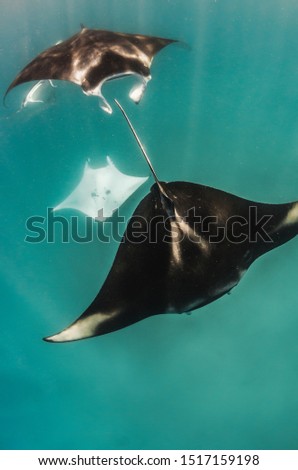 Manta Ray mating chain -  group of manta rays swimming together in a mating chain, males chasing the female in clear water