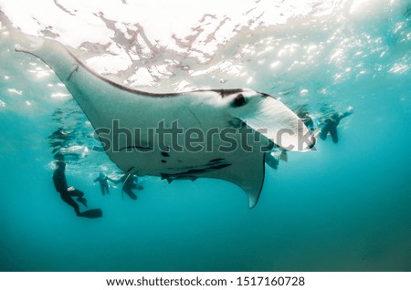 Giant Manta Ray swimming freely in open ocean, with people swimming nearby and watching from the surface