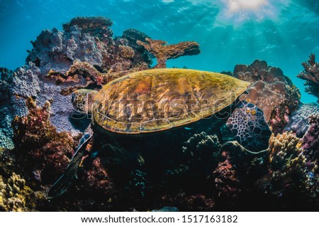 Underwater shot of a green sea turtle swimming in the wild, among beautiful coral reef, with sun beams shining through the surface